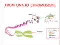 From DNA to chromosome. genome sequence. Telo mere is a repeating sequence of double-stranded DNA located at the ends of chromosom