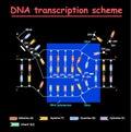 DNA transcription. DNA and RNA structure double helix colore on black background. Nucleotide, Phosphate, Sugar, and bases. educati