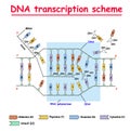 DNA transcription. DNA and RNA structure double helix colore on white background. Nucleotide, Phosphate, Sugar, and bases. educati