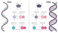DNA versus RNA genomic educational diagram Royalty Free Stock Photo