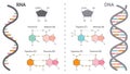 DNA versus RNA genomic educational diagram Royalty Free Stock Photo