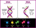 DNA vs RNA vector illustration diagram. Comparison between Ribonucleic and deoxyribonucleic molecule helix chain Royalty Free Stock Photo
