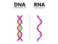 DNA vs. RNA vector illustration. Educational genetic acid explanation diagram.