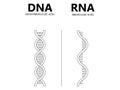 DNA vs. RNA vector illustration. Educational genetic acid explanation diagram.