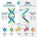 DNA vs RNA vector illustration. Educational genetic acid explanation scheme Royalty Free Stock Photo