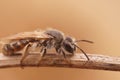 Closeup on a female red bellied miner bee, Andrena ventralis on a piece of wood