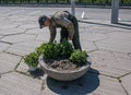 An employee of the city communal service takes care of the flowers growing in the flower