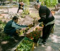 Employees of the city communal service plant flowers on the flower beds of the city