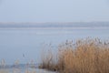 Dnieper river forest on a sunny winter day Royalty Free Stock Photo