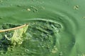 Dnipro river green water blooming in summer season