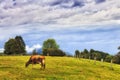 DNP Cow Pasture Clouds Royalty Free Stock Photo