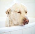 Do I have soap in my eyes. an adorable dog having a bath at home. Royalty Free Stock Photo