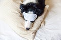 Do not disturb me let me sleep. Funny puppy border collie with sleeping eye mask lay on pillow blanket in bed Little dog at home Royalty Free Stock Photo