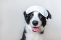 Do not disturb me, let me sleep. Funny cute smilling puppy dog border collie with sleeping eye mask isolated on white background. Royalty Free Stock Photo