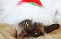Do not disturb sleepy Christmas cat