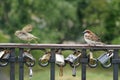 Do not hold a pair. Parting. Birds on the railing fence. Padlocks - a symbol of a strong marriage.