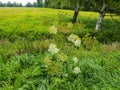 Giant heracleum mantegazzianum Royalty Free Stock Photo