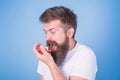 Do not touch my berry. Hipster bearded holds strawberries on palm. Man shouting hungry greedy face with beard eats