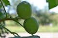 Nut orchard Royalty Free Stock Photo