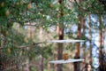 A do-it-yourself feeder hanging on a tree Royalty Free Stock Photo