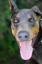 Doberman Royalty Free Stock Photo