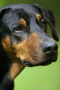 Doberman Royalty Free Stock Photo