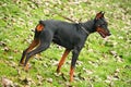 Doberman Royalty Free Stock Photo