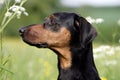 Doberman Royalty Free Stock Photo