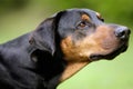 Doberman Royalty Free Stock Photo