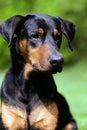 Doberman Royalty Free Stock Photo