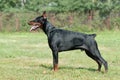 Doberman Royalty Free Stock Photo