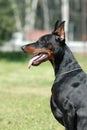 DOBERMAN Royalty Free Stock Photo