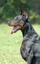 DOBERMAN Royalty Free Stock Photo