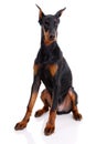 Doberman Royalty Free Stock Photo