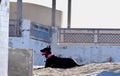 Doberman in an abandoned beach bar