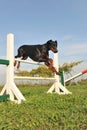 Doberman in agility Royalty Free Stock Photo