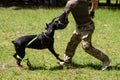 Doberman attacking dog handler during aggression training. Royalty Free Stock Photo