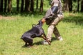 Doberman attacking dog handler during aggression training. Royalty Free Stock Photo