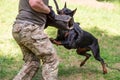 Doberman attacking dog handler during aggression training. Royalty Free Stock Photo