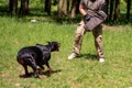 Doberman attacking dog handler during aggression training. Royalty Free Stock Photo