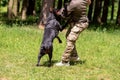 Doberman attacking dog handler during aggression training. Royalty Free Stock Photo