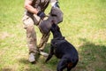 Doberman attacking dog handler during aggression training. Royalty Free Stock Photo