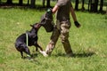Doberman attacking dog handler during aggression training. Royalty Free Stock Photo