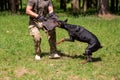 Doberman attacking dog handler during aggression training. Royalty Free Stock Photo