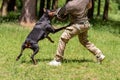 Doberman attacking dog handler during aggression training. Royalty Free Stock Photo