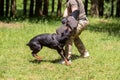 Doberman attacking dog handler during aggression training. Royalty Free Stock Photo