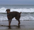 Doberman on the Beach Royalty Free Stock Photo