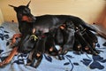 Doberman nursing its puppies