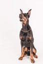 Doberman breed dog looking up