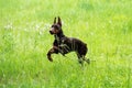 Doberman, brown color, with a chain around his neck and with a leash, runs through the green grass